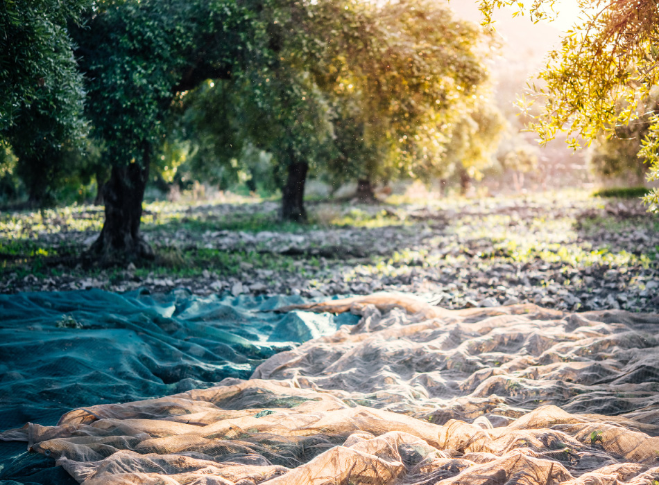 Olive oil crop