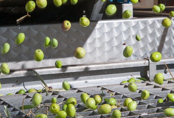 Olives processing